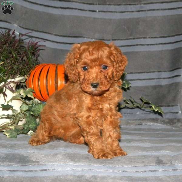 Sampson, Miniature Poodle Puppy