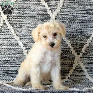 Sampson, Mini Schnoodle Puppy