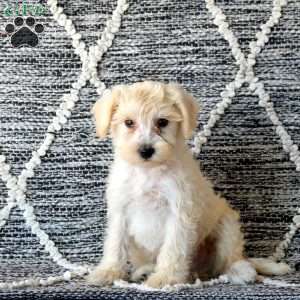 Sampson, Mini Schnoodle Puppy