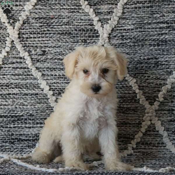 Sampson, Mini Schnoodle Puppy