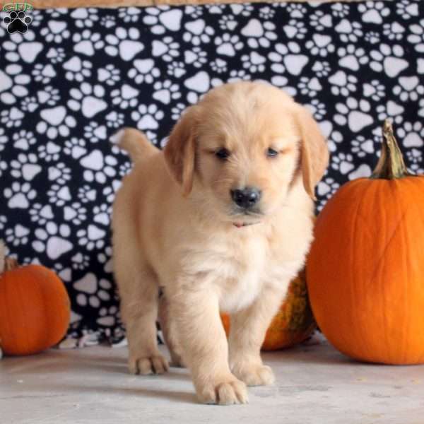 Samuel, Golden Retriever Puppy