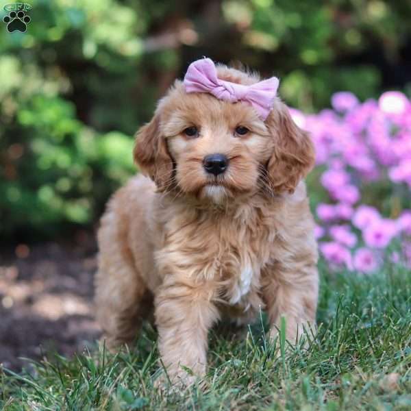 Sandra, Mini Goldendoodle Puppy