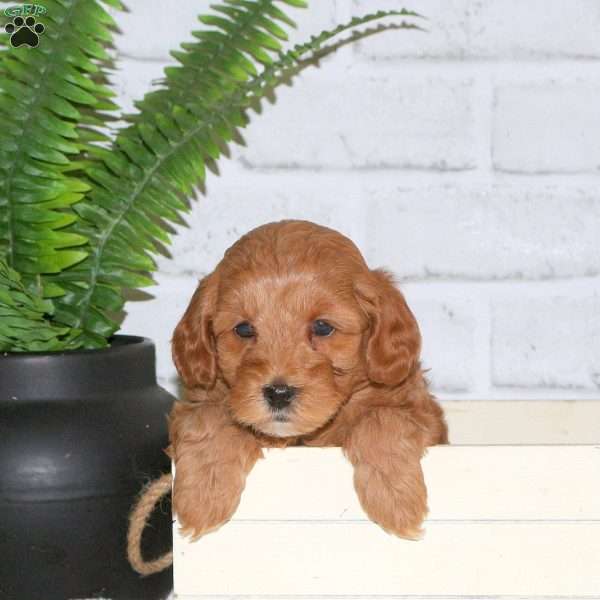 Sandy, Mini Goldendoodle Puppy