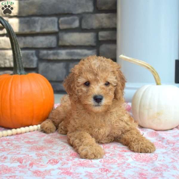 Sandy, Cavapoo Puppy