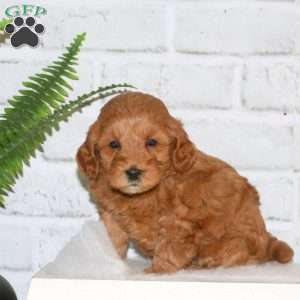 Sandy, Mini Goldendoodle Puppy