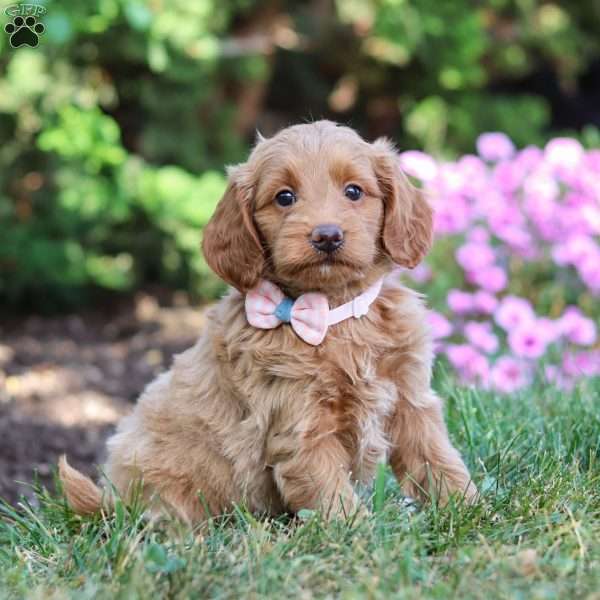 Sarah, Mini Goldendoodle Puppy