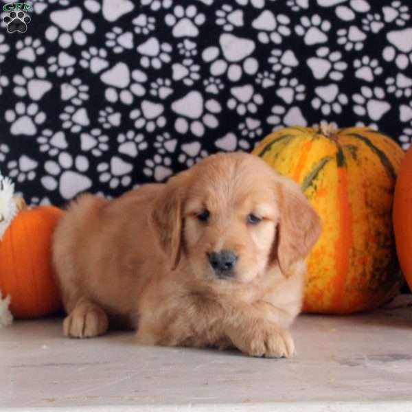 Sarah, Golden Retriever Puppy