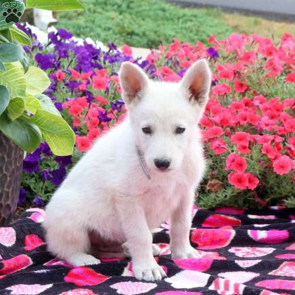 Sarge, German Shepherd Puppy