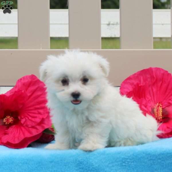 Sargent, Maltese Puppy