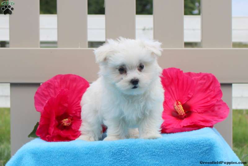 Sargent Maltese Puppy For Sale in Pennsylvania
