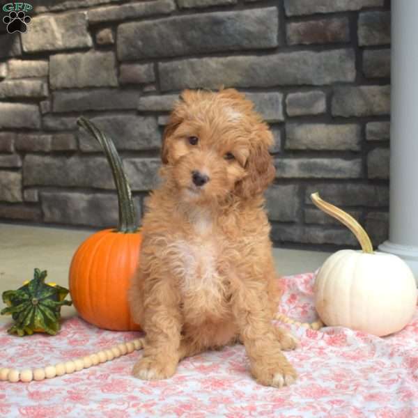 Sassy, Cavapoo Puppy