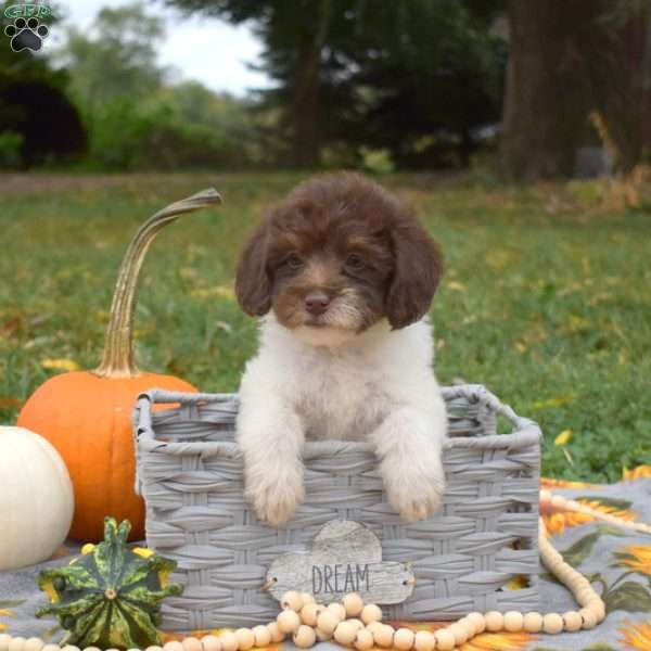 Sassy, Miniature Poodle Mix Puppy