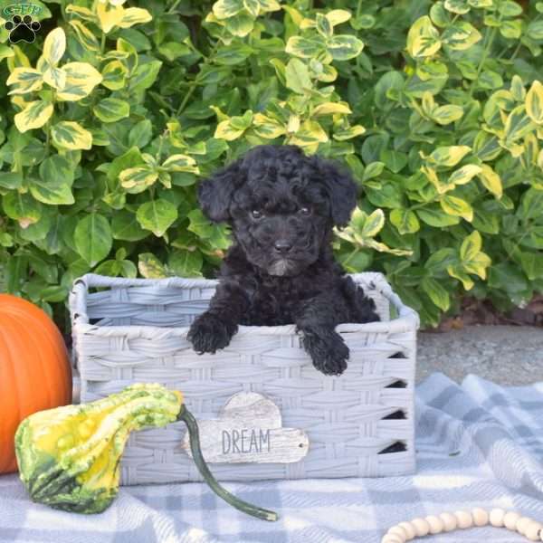 Sassy, Mini Goldendoodle Puppy