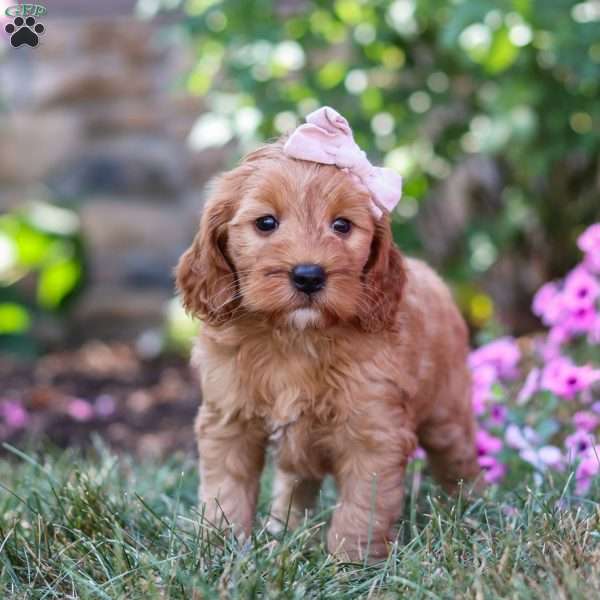 Savanna, Mini Goldendoodle Puppy