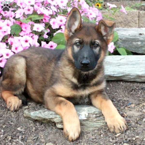 Sawyer, German Shepherd Puppy