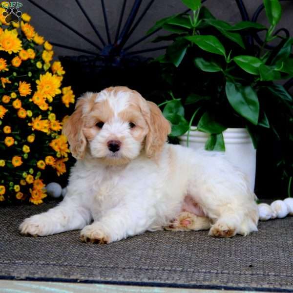 Scamper, Cockapoo Puppy