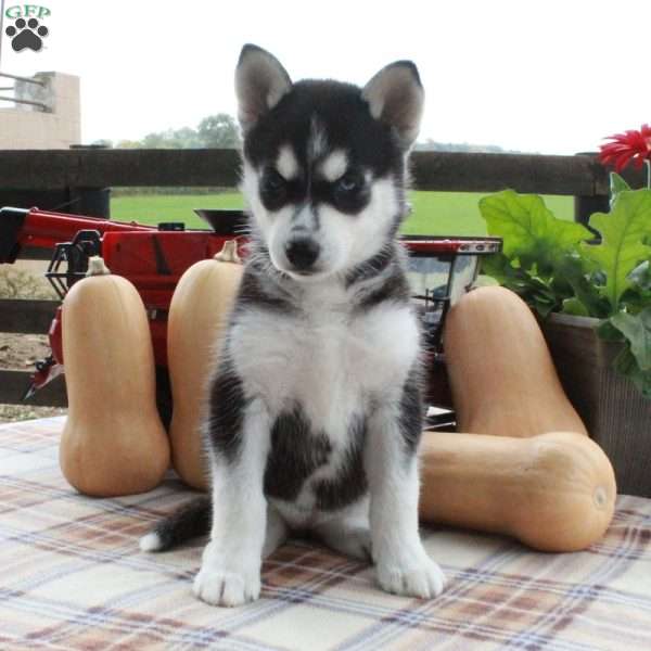 Scarlet, Siberian Husky Puppy