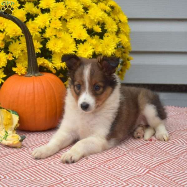 Scarlet, Sheltie Puppy