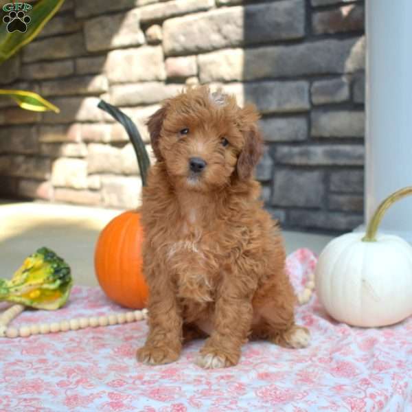 Scarlet, Cavapoo Puppy