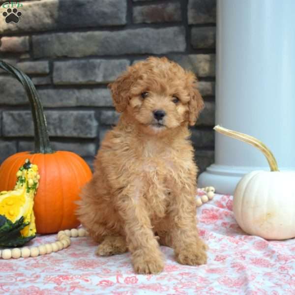 Scooter, Cavapoo Puppy