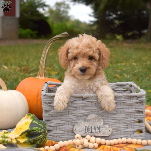 Scooter, Miniature Poodle Mix Puppy