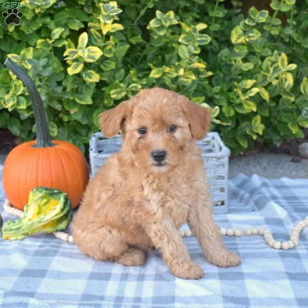 Scooter, Mini Goldendoodle Puppy