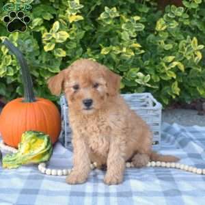 Scooter, Mini Goldendoodle Puppy