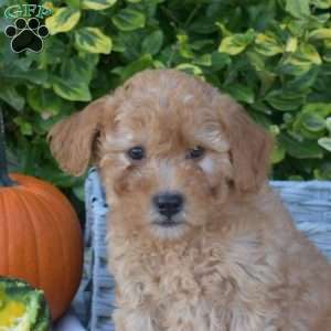 Scooter, Mini Goldendoodle Puppy