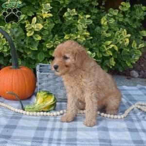 Scooter, Mini Goldendoodle Puppy