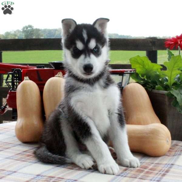 Scotty, Siberian Husky Puppy