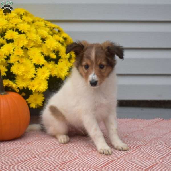 Scout, Sheltie Puppy