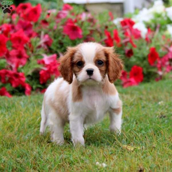 Scout, Cavalier King Charles Spaniel Puppy