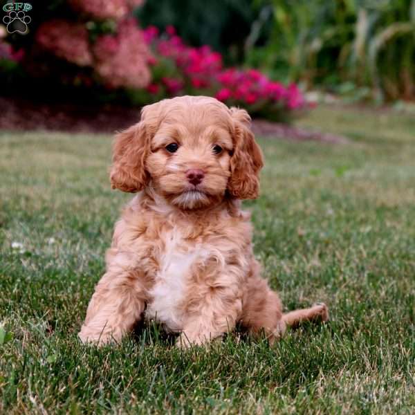 Scout, Cockapoo Puppy