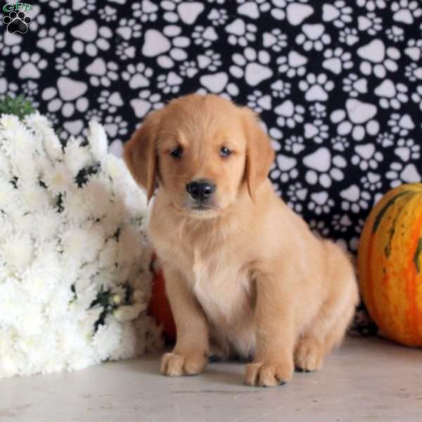 Sean, Golden Retriever Puppy