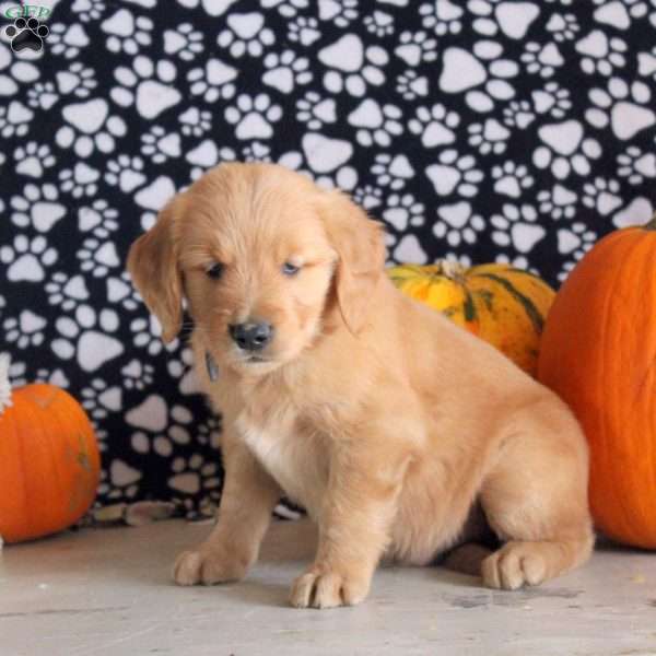 Seth, Golden Retriever Puppy