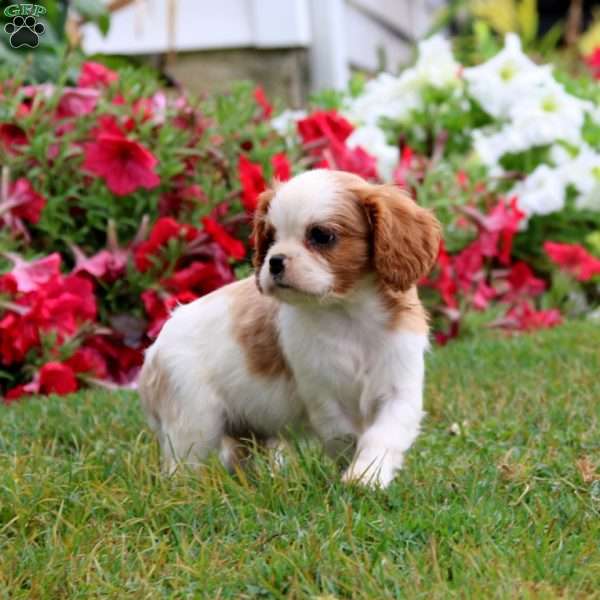 Seth, Cavalier King Charles Spaniel Puppy