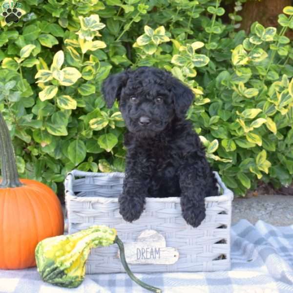 Shadow, Mini Goldendoodle Puppy