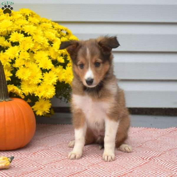 Shadow, Sheltie Puppy