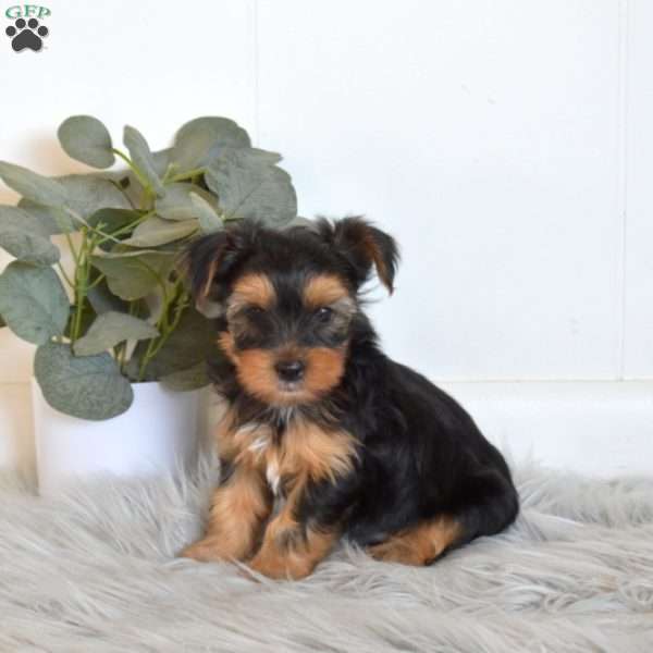 Shadow, Yorkie Puppy