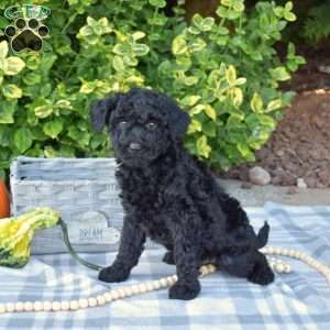 Shadow, Mini Goldendoodle Puppy