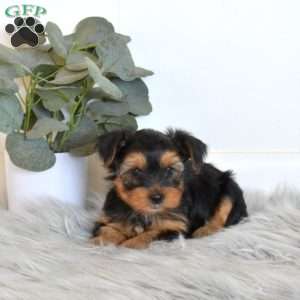 Shadow, Yorkie Puppy