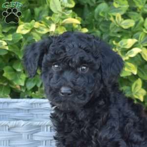 Shadow, Mini Goldendoodle Puppy