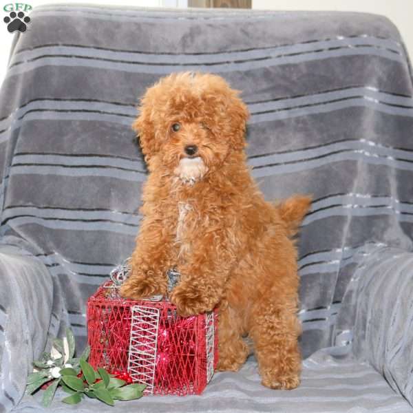 Shaggy, Miniature Poodle Puppy