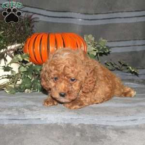 Shaggy, Miniature Poodle Puppy