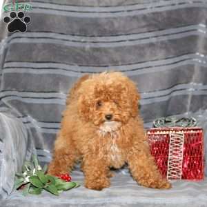 Shaggy, Miniature Poodle Puppy