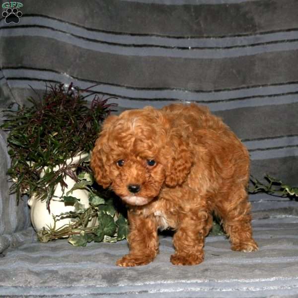 Shaggy, Miniature Poodle Puppy