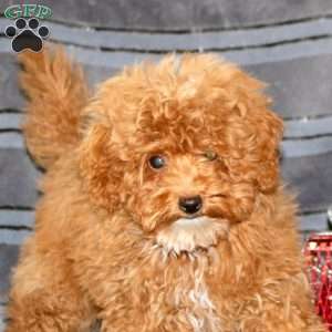 Shaggy, Miniature Poodle Puppy