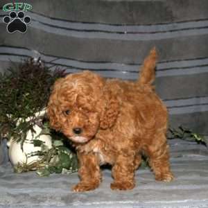 Shaggy, Miniature Poodle Puppy