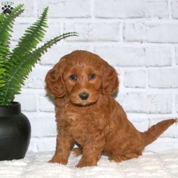 Shea, Mini Goldendoodle Puppy