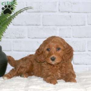 Shea, Mini Goldendoodle Puppy